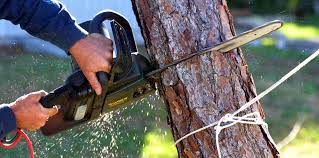 Best Utility Line Clearance  in Clayton, NM