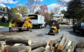 Best Mulching Services  in Clayton, NM