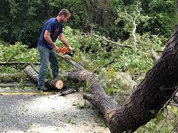 How Our Tree Care Process Works  in  Clayton, NM