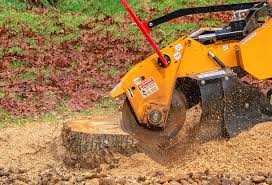 Best Stump Grinding and Removal  in Clayton, NM