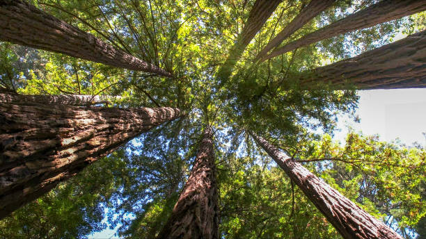 Best Tree Disease Treatment  in Clayton, NM