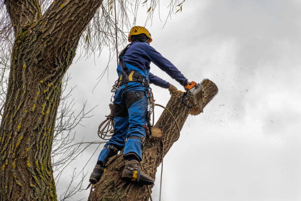 Trusted Clayton, NM Tree Removal Experts