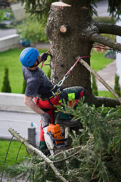 Best Firewood Processing and Delivery  in Clayton, NM