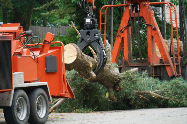 Best Tree and Shrub Care  in Clayton, NM