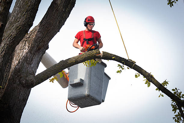 Best Tree Maintenance Programs  in Clayton, NM