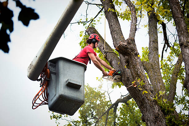 Best Tree Preservation Services  in Clayton, NM