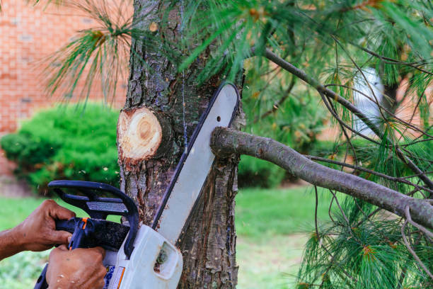 Best Root Management and Removal  in Clayton, NM